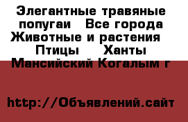 Элегантные травяные попугаи - Все города Животные и растения » Птицы   . Ханты-Мансийский,Когалым г.
